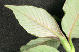 Koenigia campanulata (Hook. fil.) T. M. Schust. & Reveal resmi
