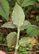Koenigia campanulata (Hook. fil.) T. M. Schust. & Reveal resmi