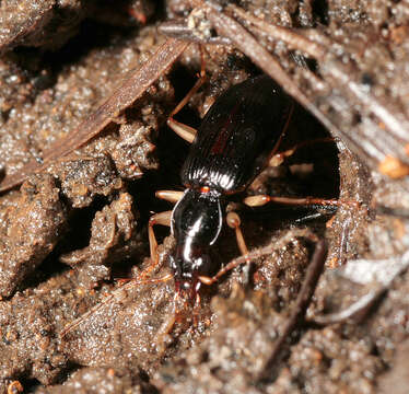 Image of Ground beetle