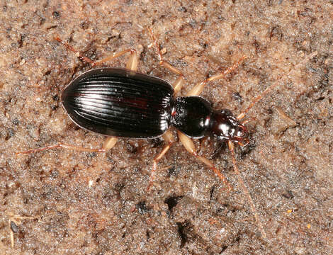 Image of Ground beetle