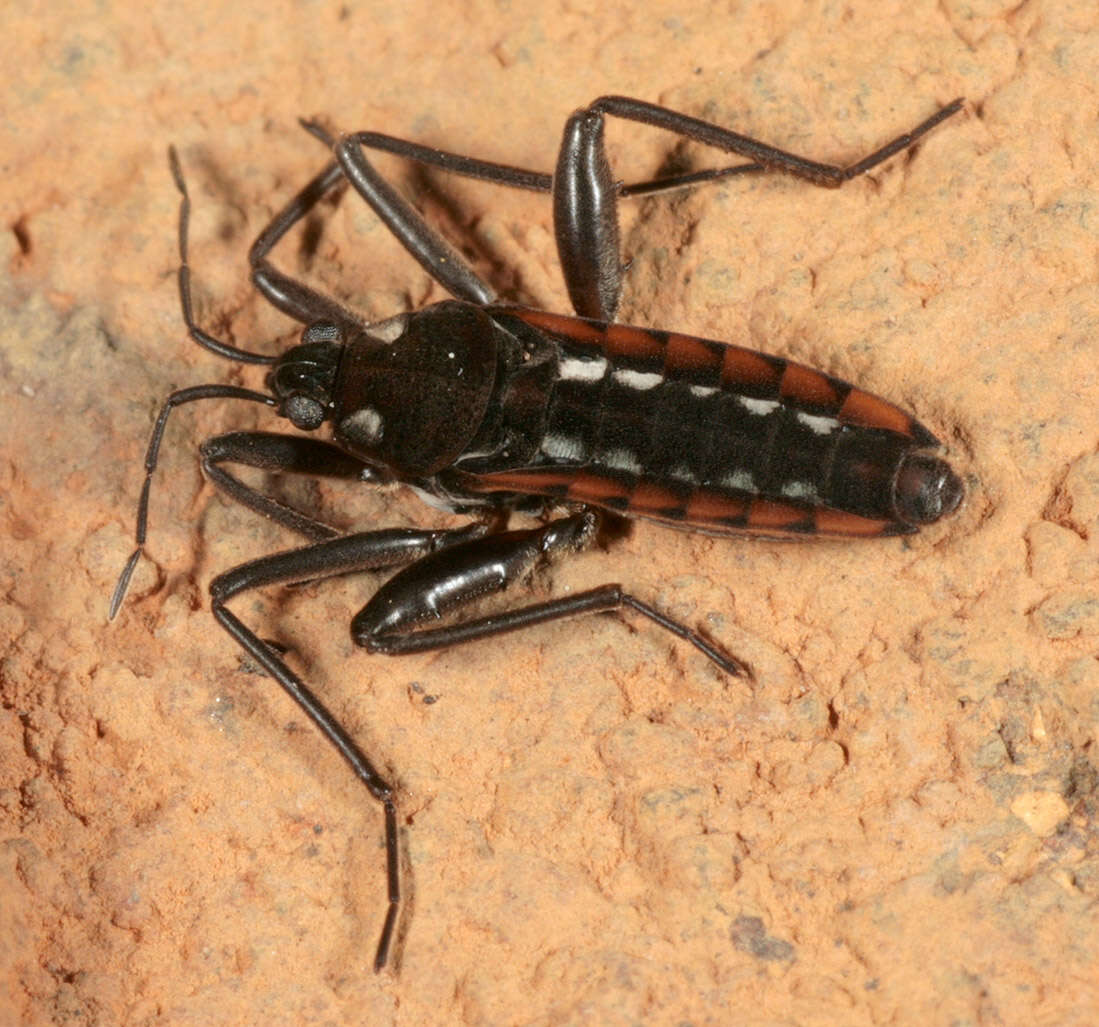 Image of Velia subgen. Plesiovelia Tamanini 1955