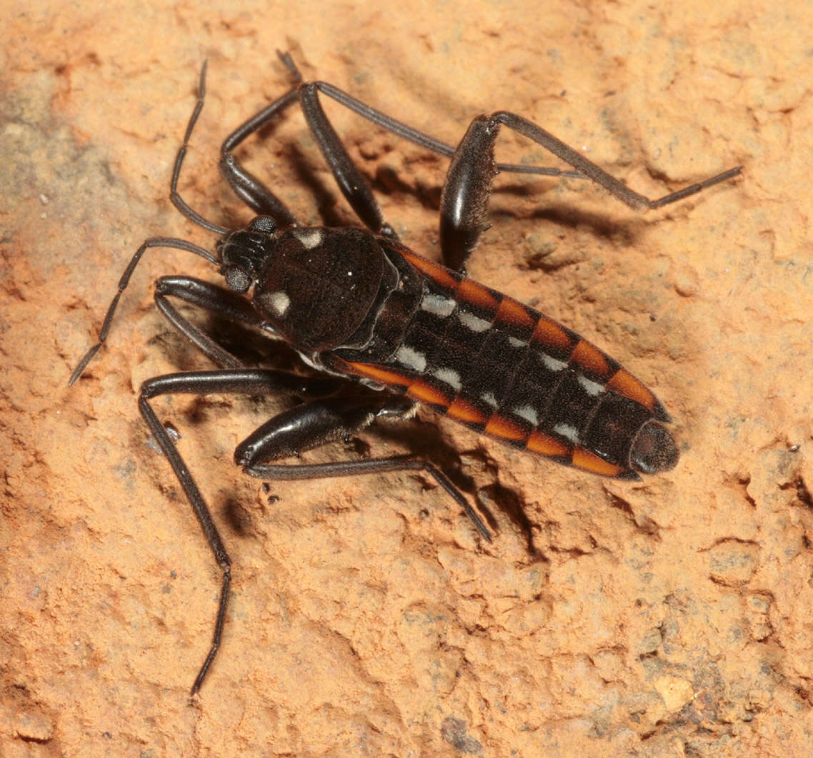 Image of Velia subgen. Plesiovelia Tamanini 1955