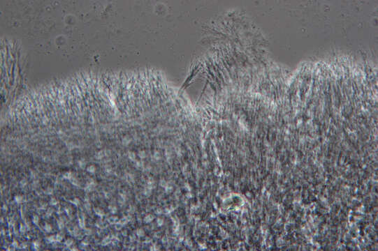 Image of Henningsomyces candidus (Pers.) Kuntze 1898