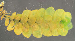 Image of Scapania undulata (L.) Dumort.