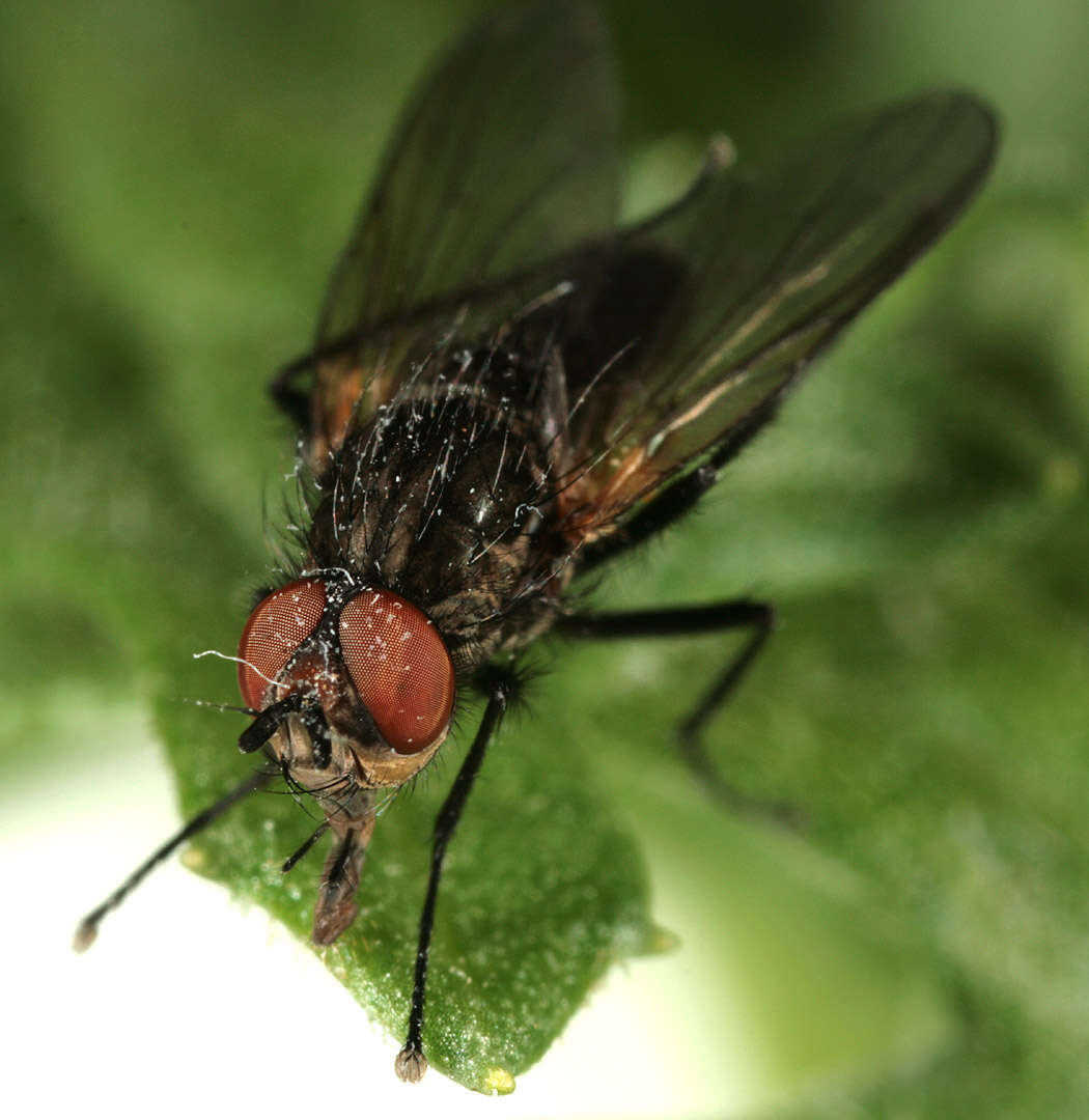 Image of Botanophila seneciella (Meade 1892)