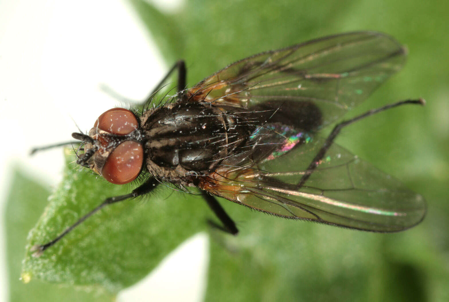 Sivun Botanophila seneciella (Meade 1892) kuva