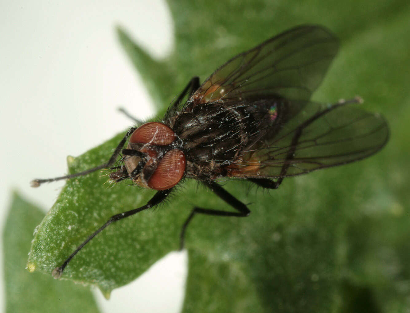 Image of Botanophila seneciella (Meade 1892)