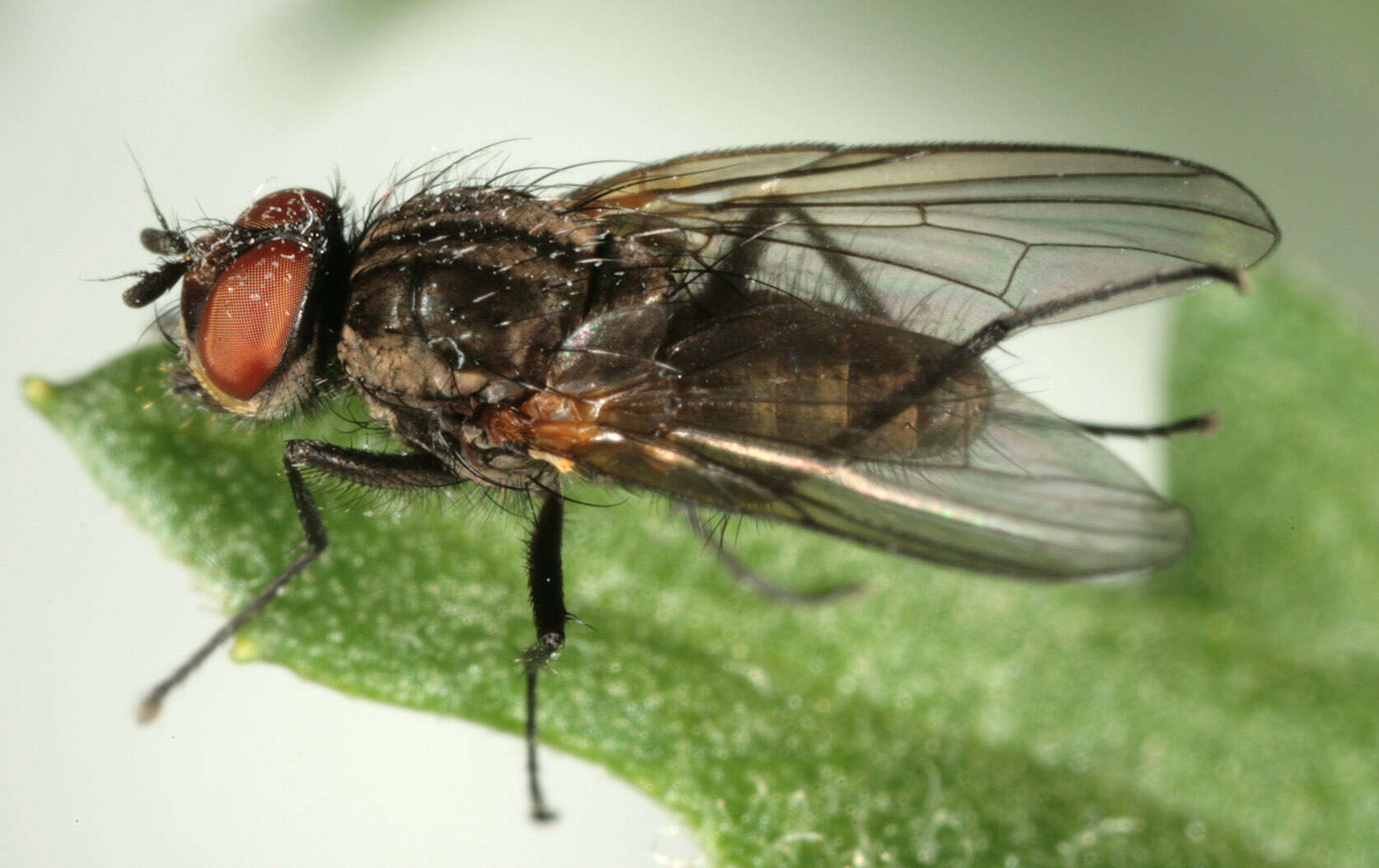 Sivun Botanophila seneciella (Meade 1892) kuva