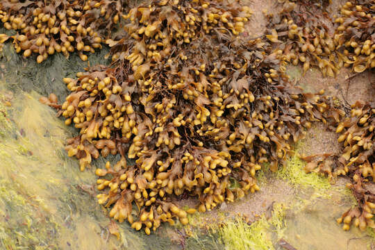 Image de Fucus spiralis