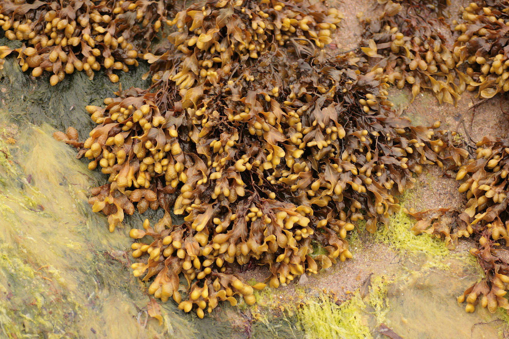 Image of Spiral or Spiralled Wrack