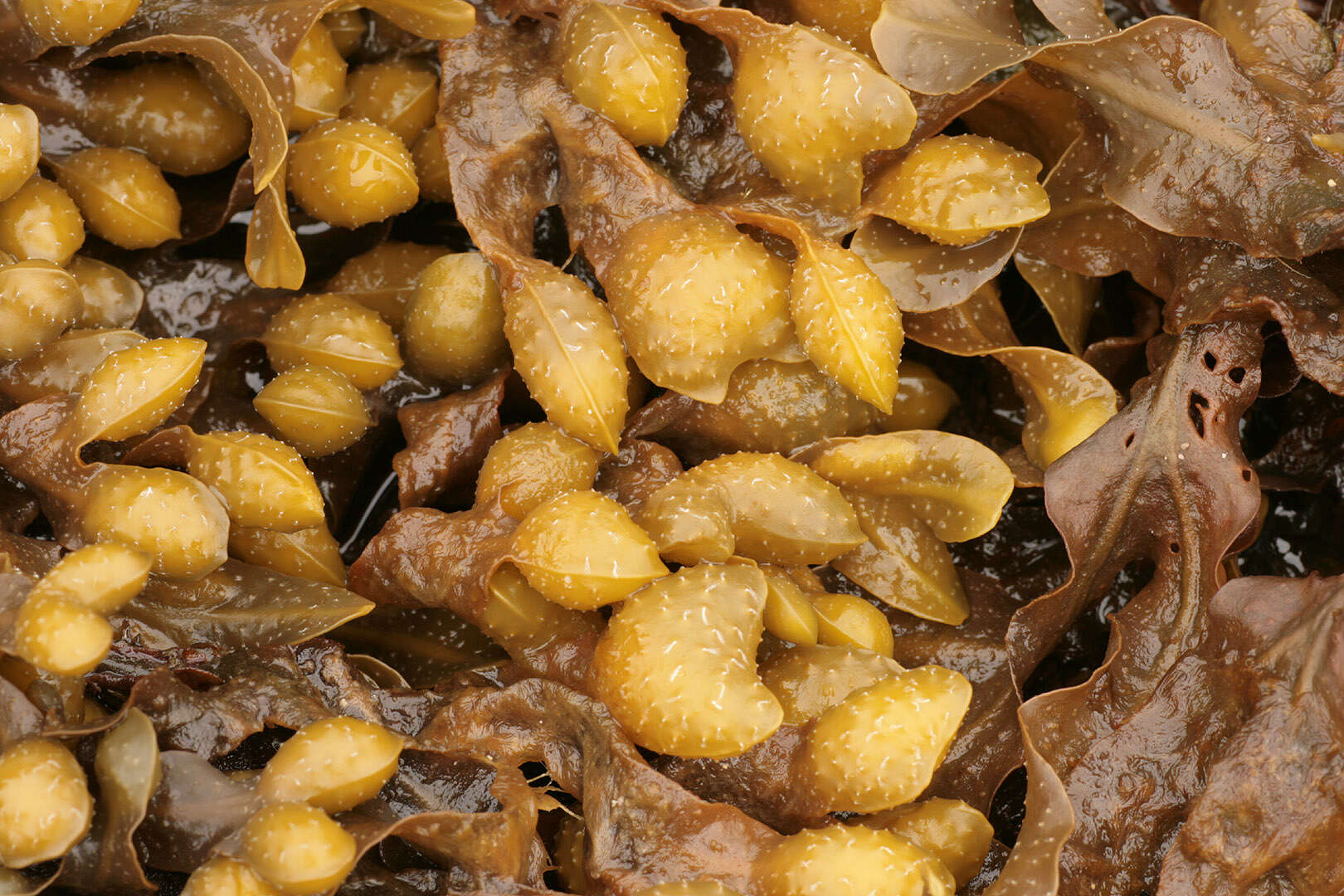 Image of Spiral or Spiralled Wrack