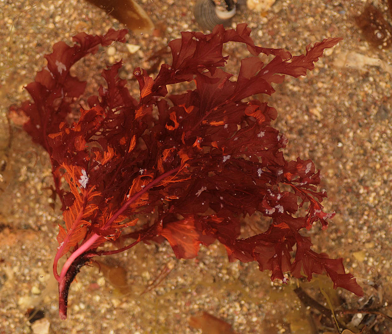 Image of Delesseria sanguinea