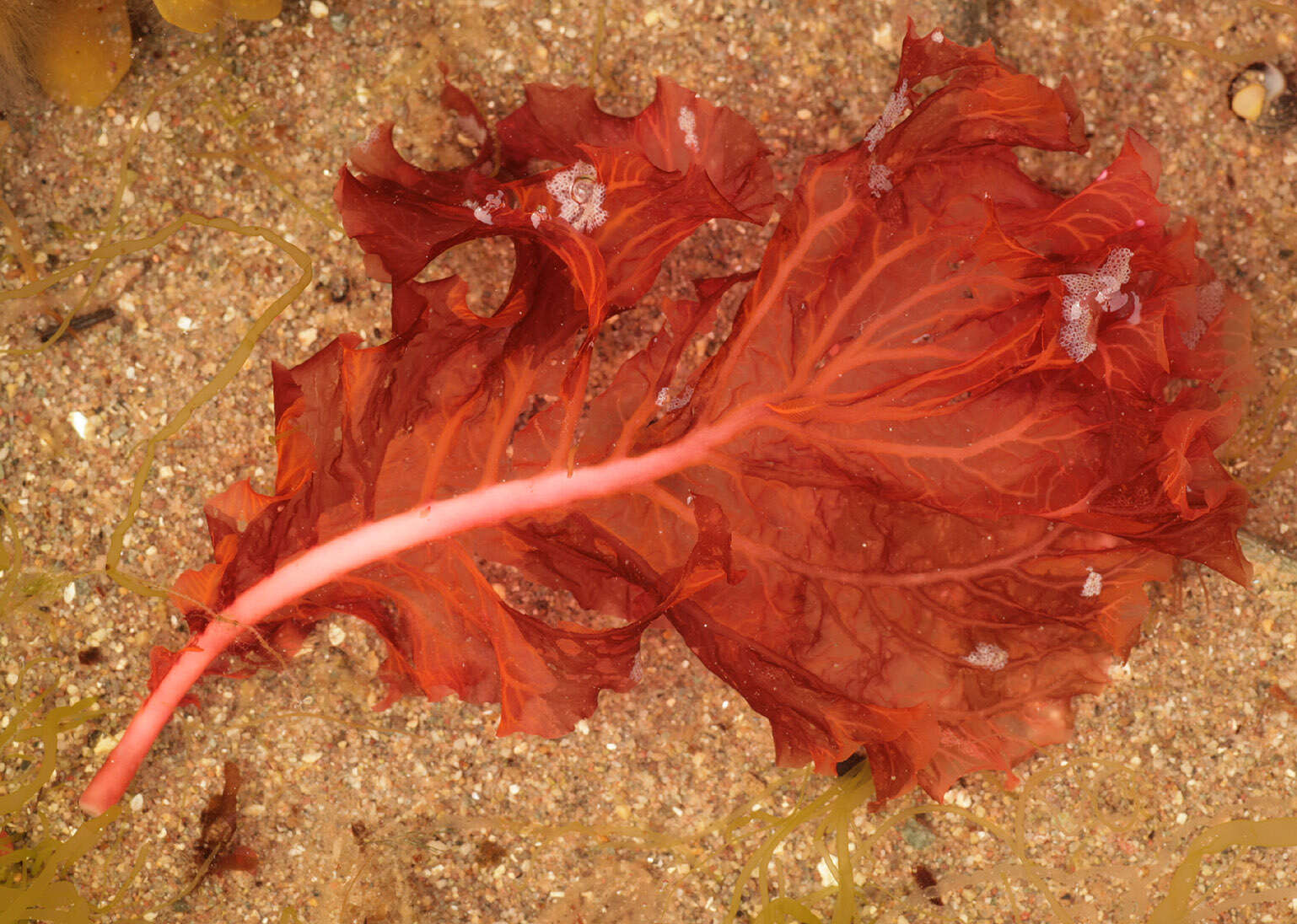 Image of Delesseria sanguinea