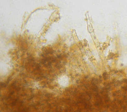 Image de Rhizochaete radicata (Henn.) Gresl., Nakasone & Rajchenb. 2004