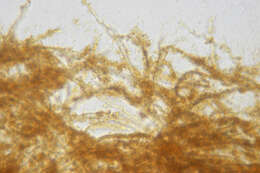 Image of Rhizochaete radicata (Henn.) Gresl., Nakasone & Rajchenb. 2004