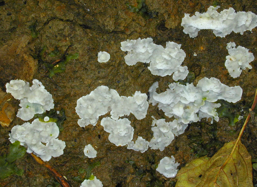 Image of Schizopora paradoxa (Schrad.) Donk 1967