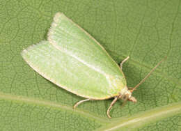 Image of green oak tortrix