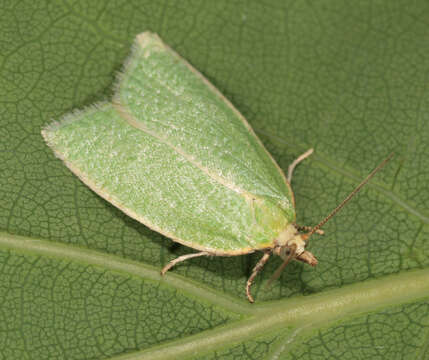 Image of green oak tortrix