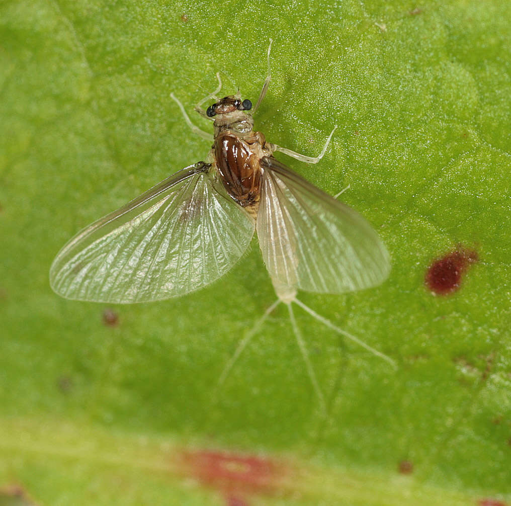 Image de Caenis horaria (Linnaeus 1758)