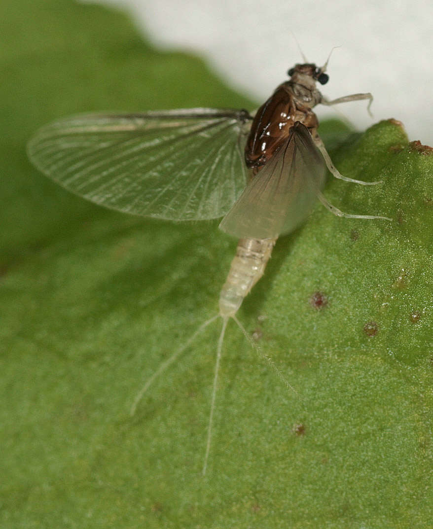 Image of Caenis horaria (Linnaeus 1758)