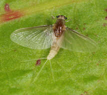 Image of Caenis horaria (Linnaeus 1758)