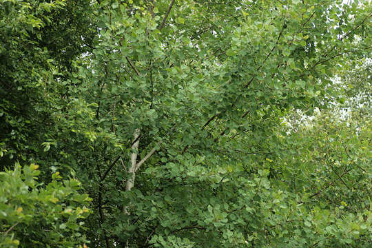 Image of Common Aspen