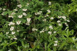 Image of fuzzy pride-of-Rochester