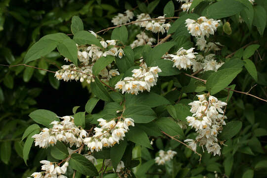 Image of fuzzy pride-of-Rochester