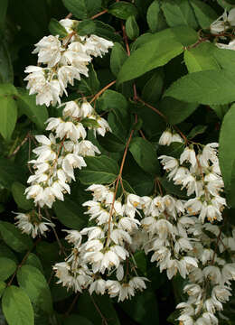 Image of fuzzy pride-of-Rochester