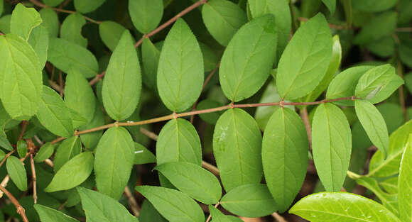 Image of fuzzy pride-of-Rochester