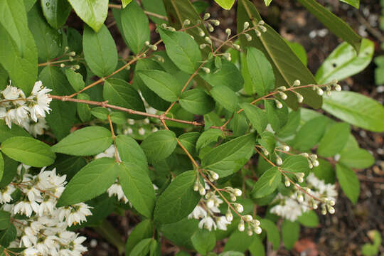 Image of fuzzy pride-of-Rochester