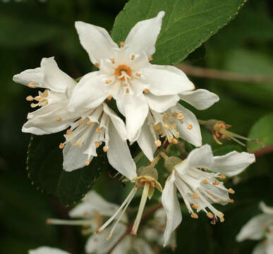 Image of fuzzy pride-of-Rochester