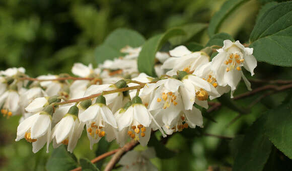 Image of fuzzy pride-of-Rochester