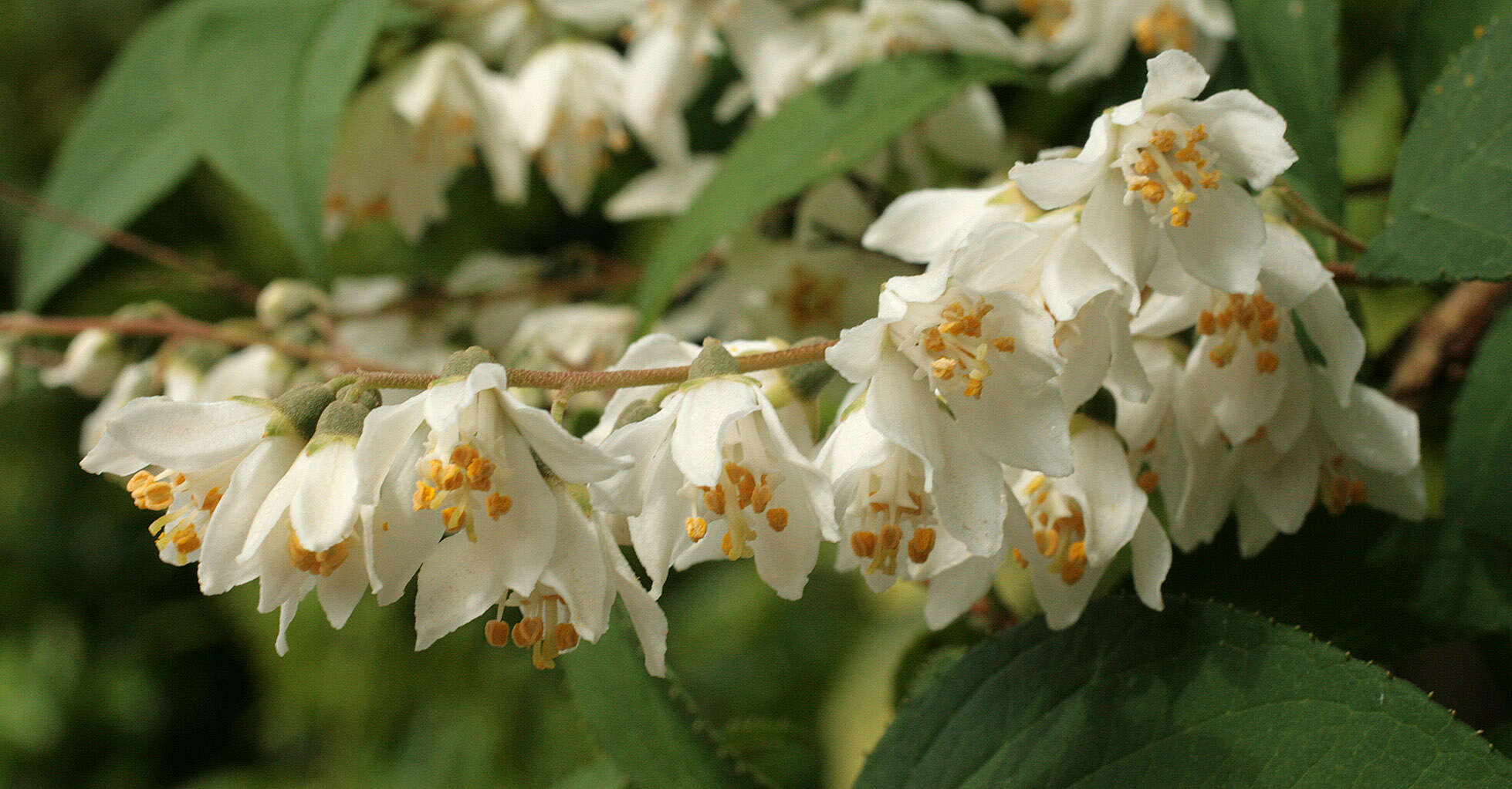 Image of fuzzy pride-of-Rochester