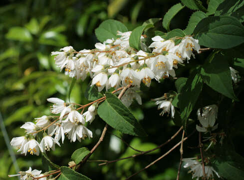 Image of fuzzy pride-of-Rochester