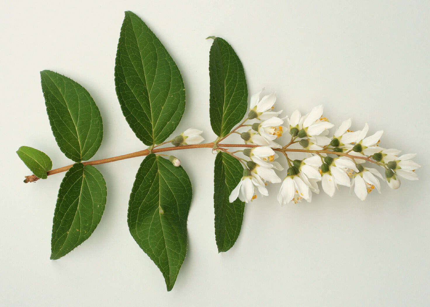 Image of fuzzy pride-of-Rochester