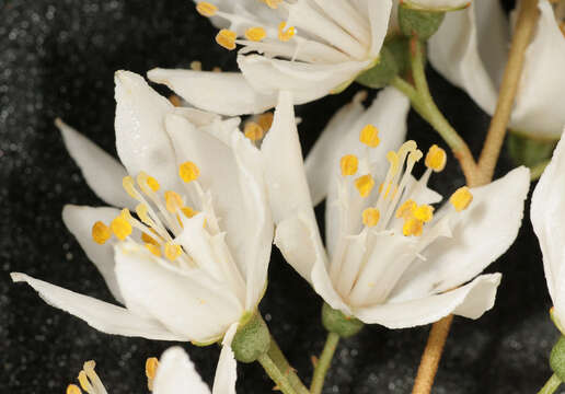 Image of fuzzy pride-of-Rochester