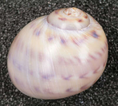 Image of Alder's necklace shell