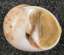 Image of Alder's necklace shell