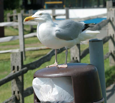 Image of European Herring Gull