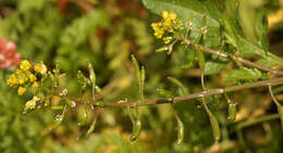 Image de rorippe à petites fleurs