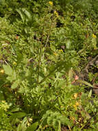 Image de rorippe à petites fleurs