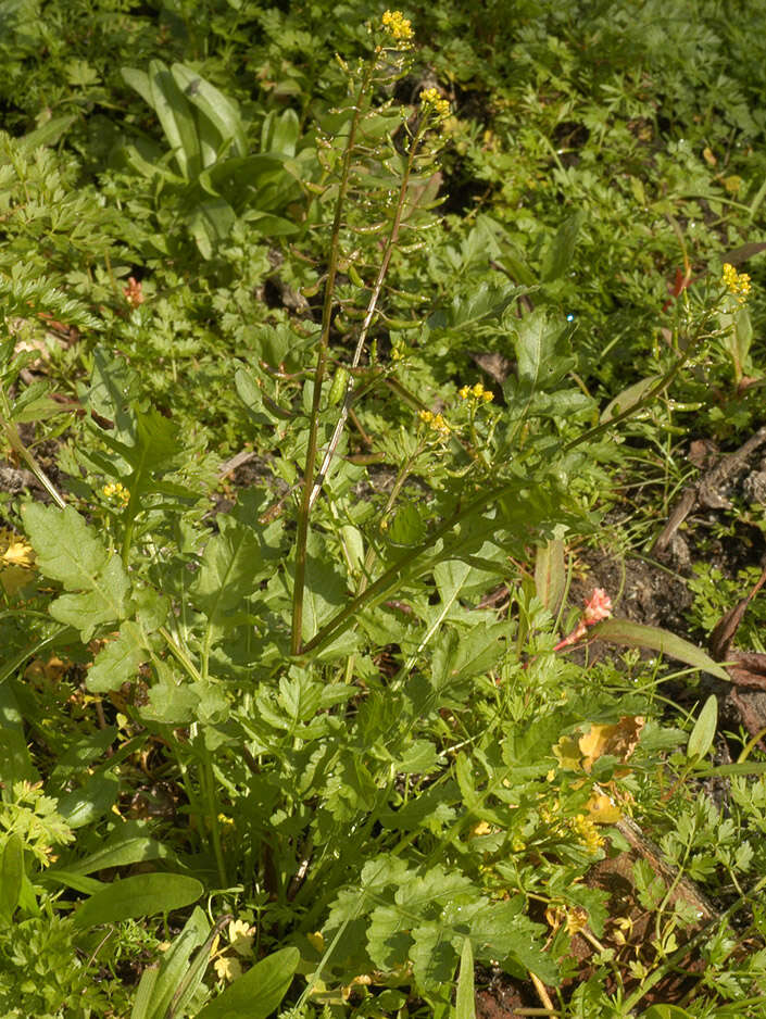 Image de rorippe à petites fleurs