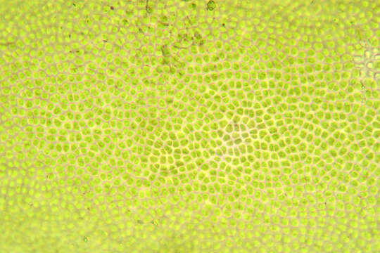 Image of Blidingia minima