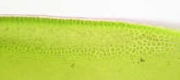 Image of Blidingia minima