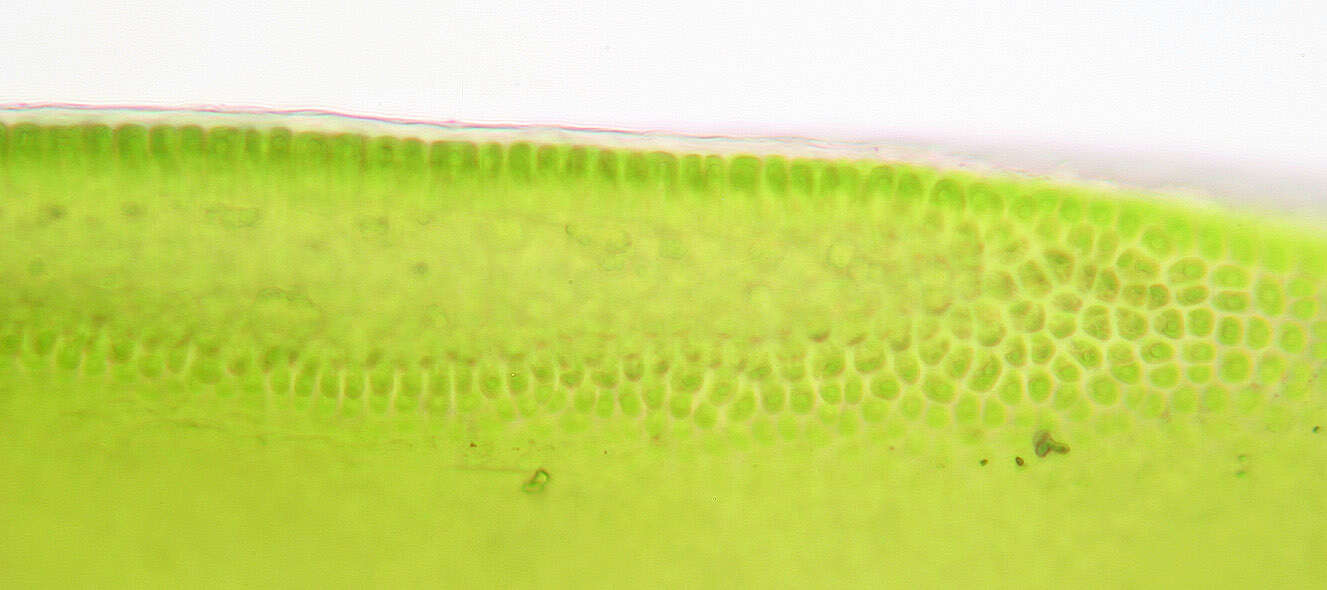 Image of Blidingia minima