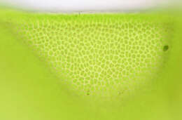 Image of Blidingia minima