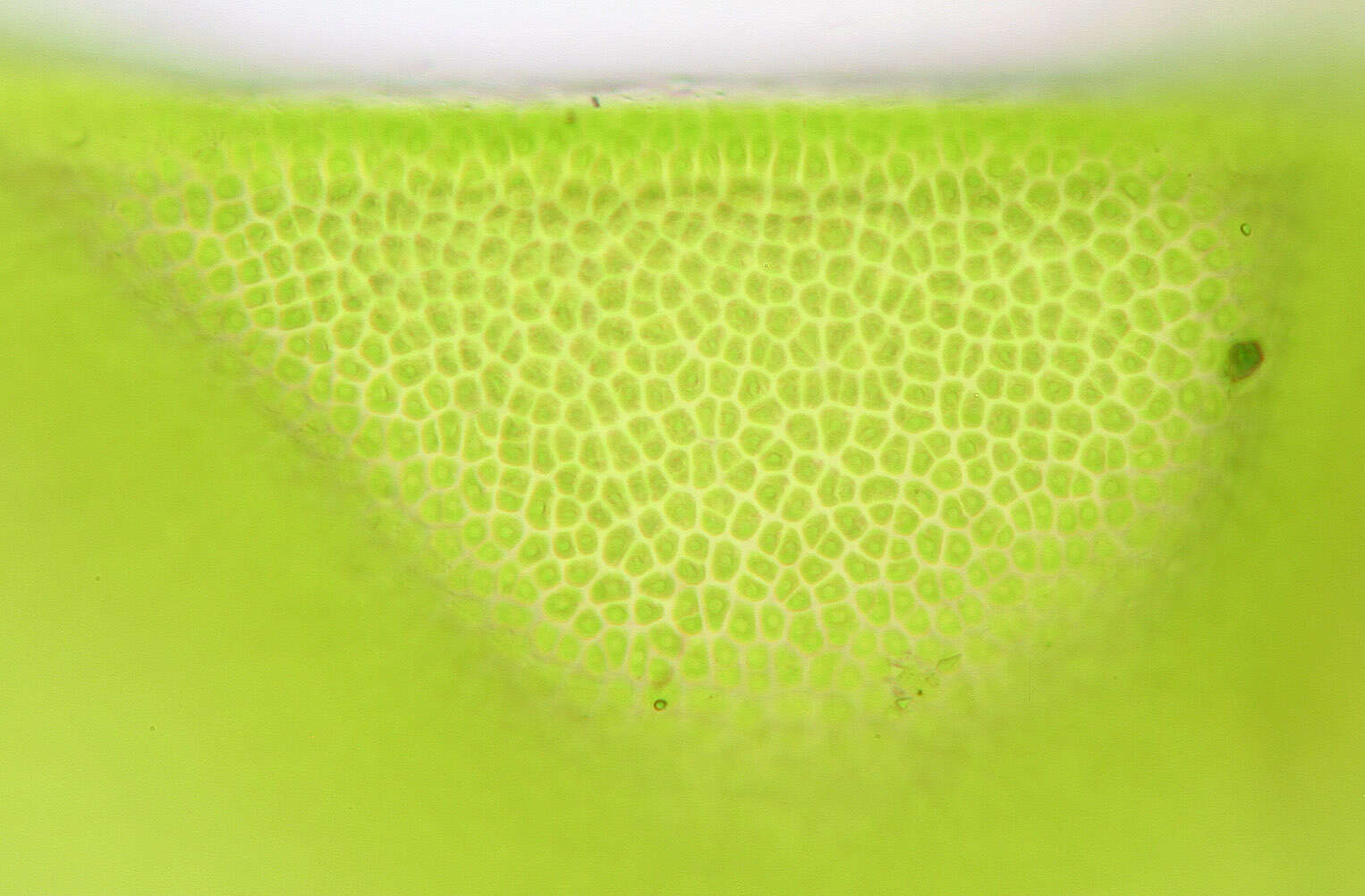 Image of Blidingia minima