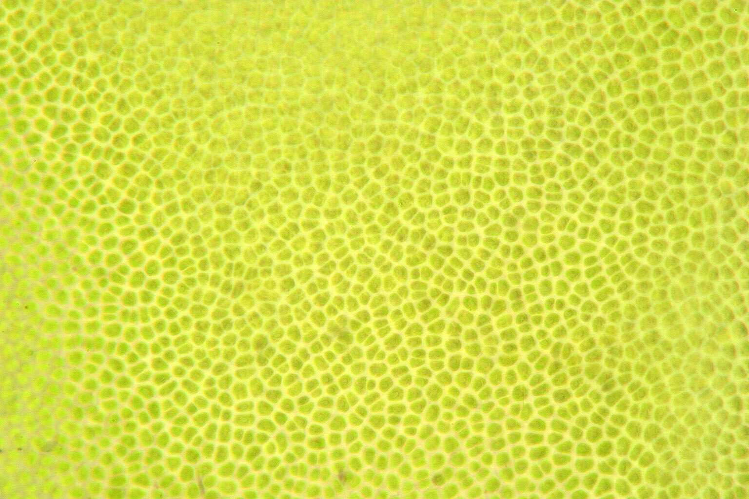 Image of Blidingia minima