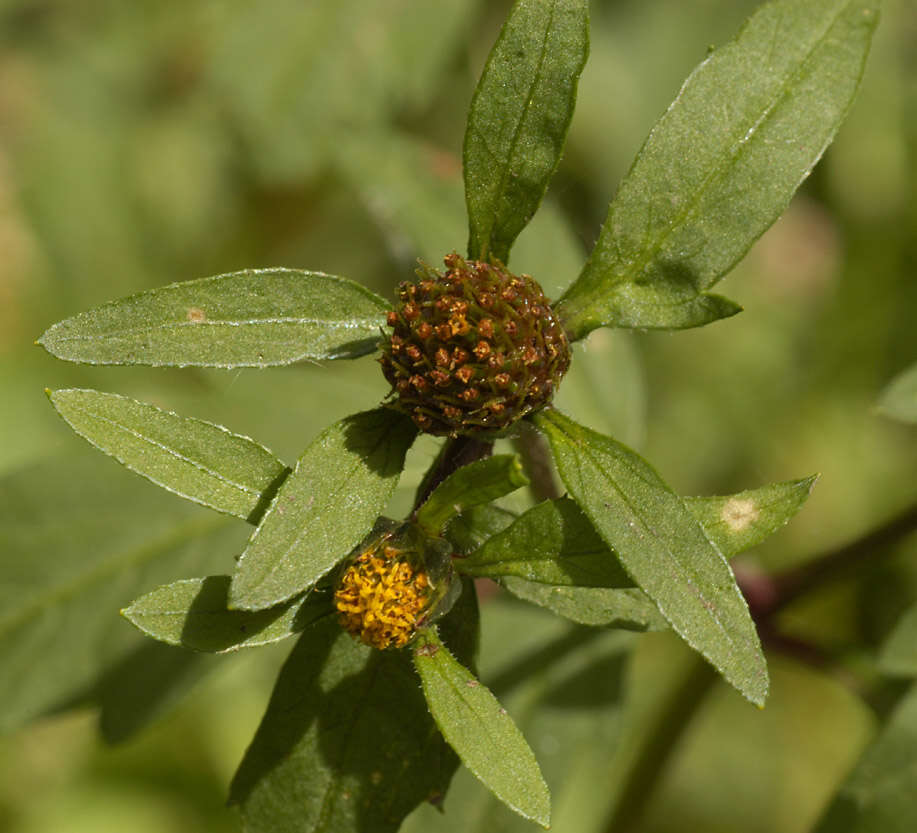 Image of Bidens tripartita subsp. tripartita